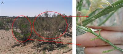 Effects of groundwater depth on ecological stoichiometric characteristics of assimilated branches and soil of two desert plants